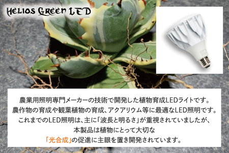 BN031　お部屋の癒し　観葉植物「アガベ（王妃甲蟹錦）」と植物育成ライト「ヘリオスグリーンLED（ホワイト）」の2点セット