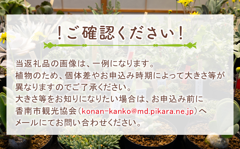 アルテルナンス ペラルゴニウム - 植物 インテリア ナチュラル 自然 グリーン 観葉植物 おしゃれ 癒し かわいい 多肉植物 塊根植物 サキュレントフィールド Succulent field 高知県