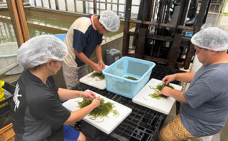 海ぶどう 茎無し海ぶどう 300g（たれ付き）