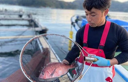 南伊勢産 真鯛 下処理済 鯛