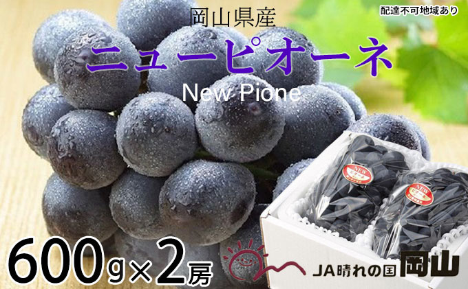 ぶどう 2025年 先行予約 ニュー ピオーネ 約600g×2房 8月下旬～10月上旬発送 ブドウ 葡萄  岡山県産 国産 フルーツ 果物 ギフト