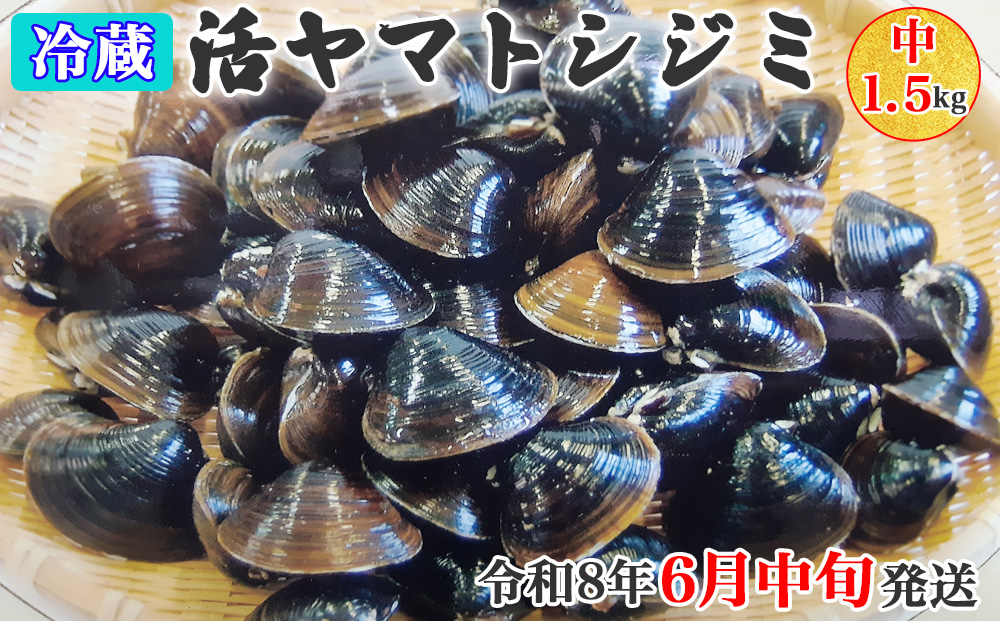 [令和8年6月中旬発送] 青森県十三湖産【冷蔵】活ヤマトシジミ中 1.5kg｜十三湖産 青森 津軽 つがる しじみ みそ汁 味噌汁 しじみ汁 [0560]