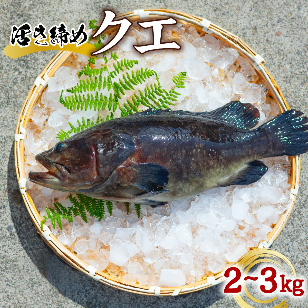 クエ 活き締め 2～3kg 本クエ くえ アラ 鮮魚 クエ鍋 高級 高級魚 産地直送 冷蔵 養殖 国産 九絵