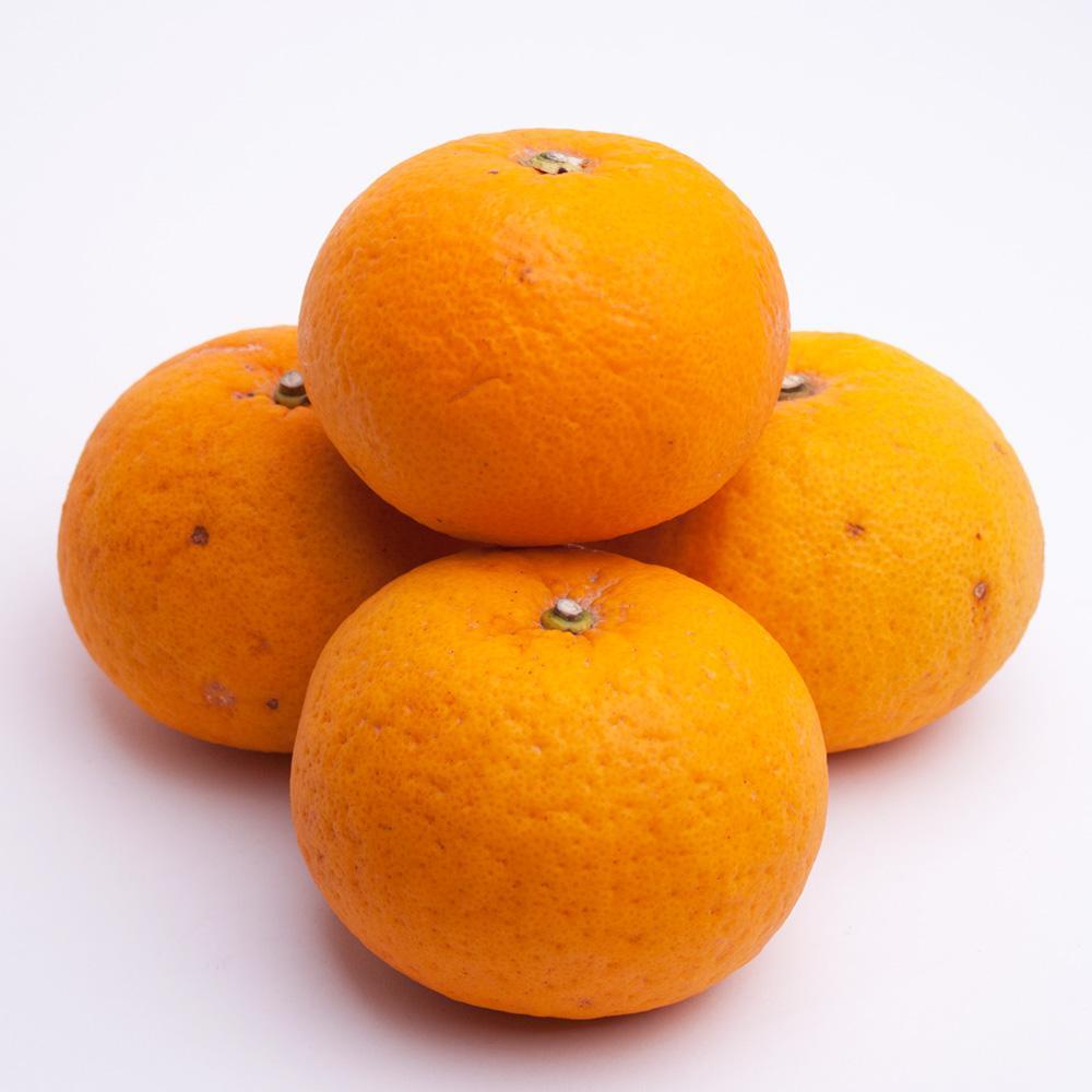＜4月より発送＞ 厳選 甘夏柑6.5kg+195g（傷み補償分）初夏のみかん・旬の果物 有田産 光センサー食べ頃出荷［IKE72］