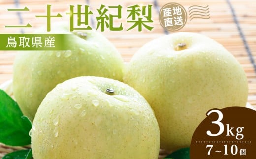 【2026年9月発送】二十世紀梨 3kg【先行予約 梨 なし 果物 フルーツ 3キロ 鳥取県産 北栄町 おすすめ 人気】