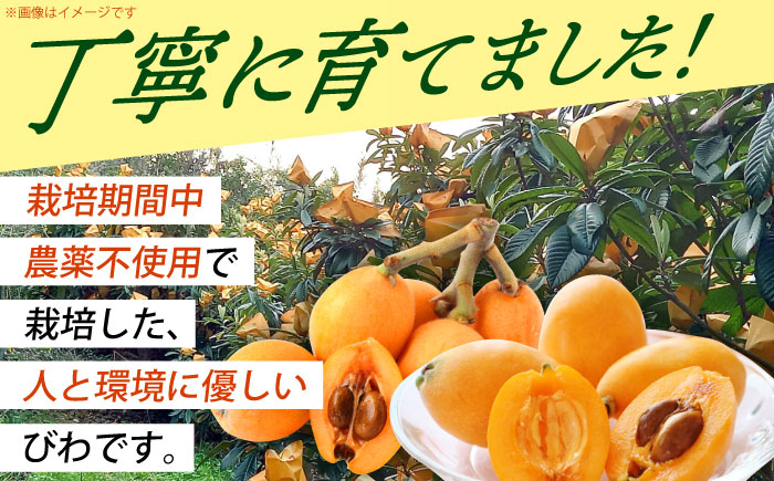 びわ 9粒 Lサイズ