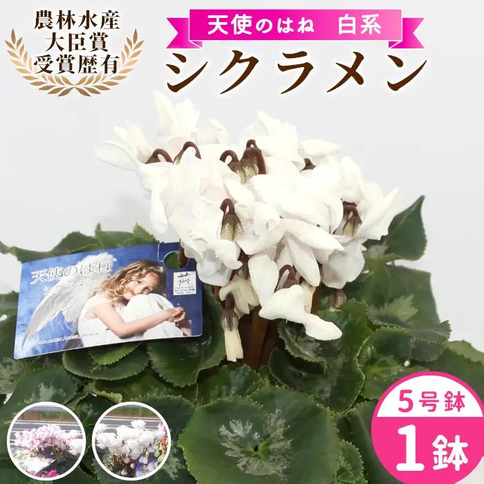 〈予約品〉白系  希少 天使のはね シクラメン ５号鉢 天使のはね 農林水産大臣賞受賞歴あり 花 白  プレゼント 贈り物 鉢花 鉢 ガーデン ガーデニング 愛知県産 クリスマス 高品質 高評価 珍しい 花 植物 冬の花 -260