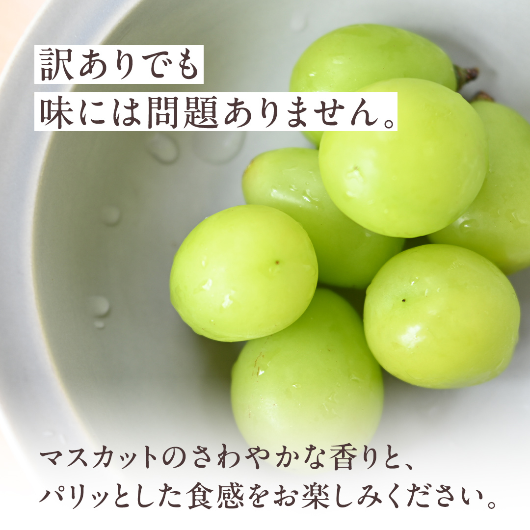【2026年9月より発送開始】【 訳あり 】 シャインマスカット 4房相当（約1.6kg）  田舎の頑固おやじが厳選！（茨城県共通返礼品 [ぶどう]：結城市産） 果物 フルーツ 不揃い わけあり 家庭