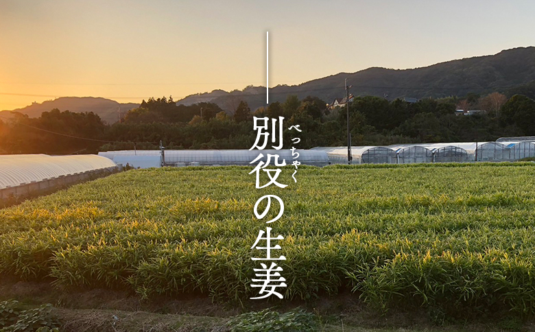 香南市産 別役の生姜 2kg - しょうが ショウガ ジンジャー 薬味 調味料 国産 株式会社べっちゃく 高知県 香南市 bc-0014