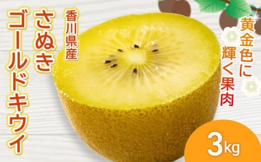 【来年度発送】 さぬきゴールドキウイ 選べる 約3kg 先行予約 キウイ 果物 フルーツ ゴールド 香川県 丸亀市