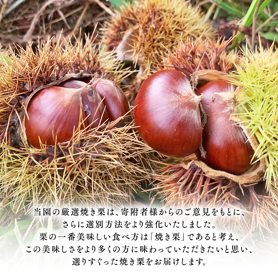 庄七農園 厳選『 最高等級 』氷蔵熟成 焼き和栗 500g 10月下旬発送開始 茨城 お取り寄せ 茨城県産 栗 くり 焼栗 おやつ スイーツ 茨城 和栗 美味しい 果物 フルーツ 庄七農園 [BK15