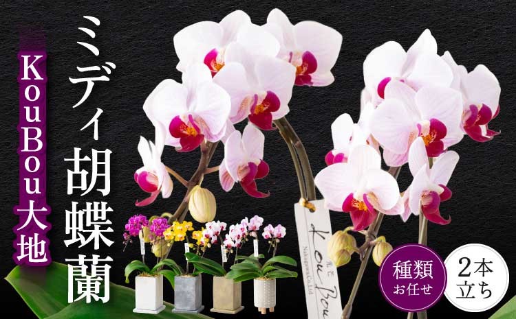 
                  胡蝶蘭 熊本県産 ミディ胡蝶蘭 KouBou  大地 2本立ち 蘭 ラン 洋蘭 ミディサイズ 観賞用 贈答用 和モダン インテリア 植物 コチョウラン ランダム 花
                