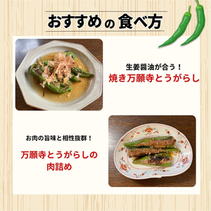 【7月発送】万願寺とうがらし 1kg 野菜 京野菜 万願寺とうがらし万願寺とうがらし万願寺とうがらし