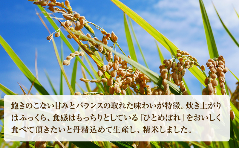 米 令和7年産 宮城県産 ひとめぼれ 10kg (5kg×2袋) お米 精米