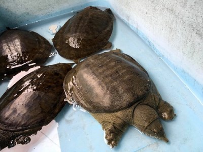 びわ湖の天然すっぽん養生スープ黒と白　各2セット　B-G06　湖香六根 東近江