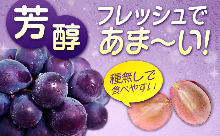 期間限定/8月下旬～9月上旬頃発送 沼隈ぶどう「ピオーネ」 約2kg×2 (8～10房)種なし 広島県福山市/福山市農業協同組合　沼隈グリーンセンター ぶどう ブドウ 葡萄 種なし 大粒 [BAEV0