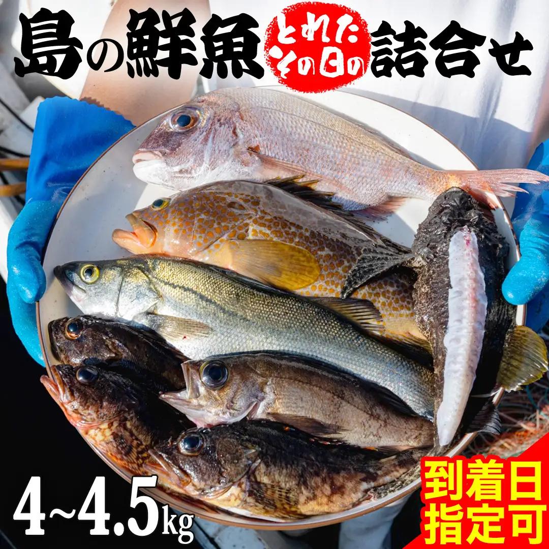 鮮魚 セット 【 配達地域限定 】 神経締め 血抜き済 4～4.5kg 冷蔵 産地直送 瀬戸内海