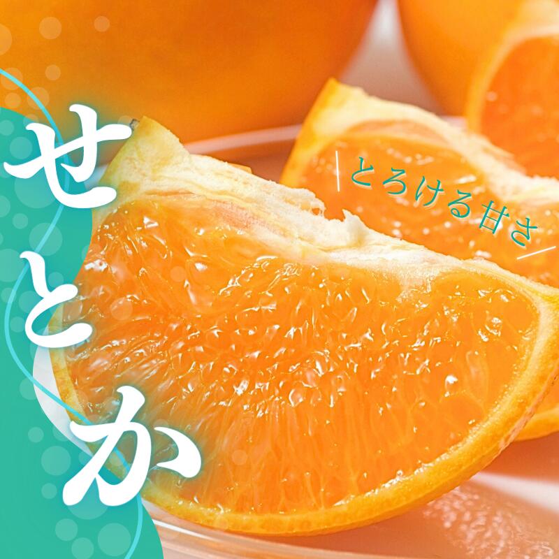 【ふるさと納税】 ＼選べる容量／ せとか L~3L サイズ混合 橋本農園の せとか 3kg 5kg 10kg L~3L サイズ混合 【2026年3月上旬〜3月下旬に順次発送】 みかん ミカン 蜜柑 柑橘 果物 くだもの フルーツ 予約 人気 ジューシー 甘い 産地直送 送料無料
