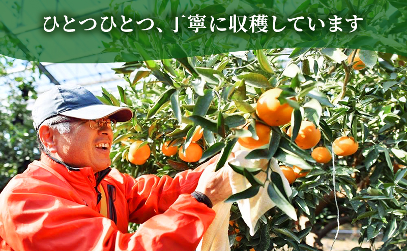 【2026年3月頃より順次発送】柑橘の女王『せとか美人』施設栽培 約3kg 果物類 柑橘類 フルーツ 静岡県産