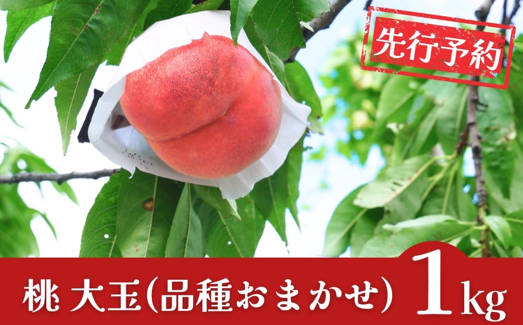 
                  先行予約 桃 約1kg [2026年発送分] 大玉３個 令和8年産もも 新潟フルーツ 新潟県産 モモ [石田フルーツガーデン] 桃【010S911】
                