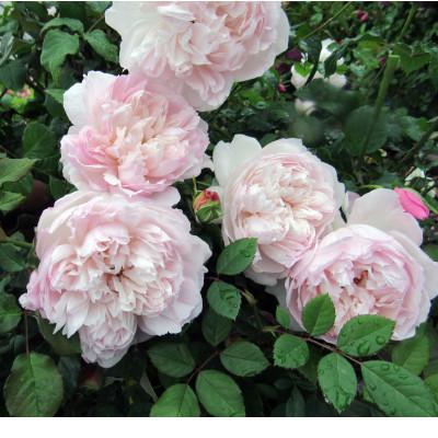 ふるさと納税 枚方市 「京阪園芸」のバラの鉢植え(未開花) |  | 01