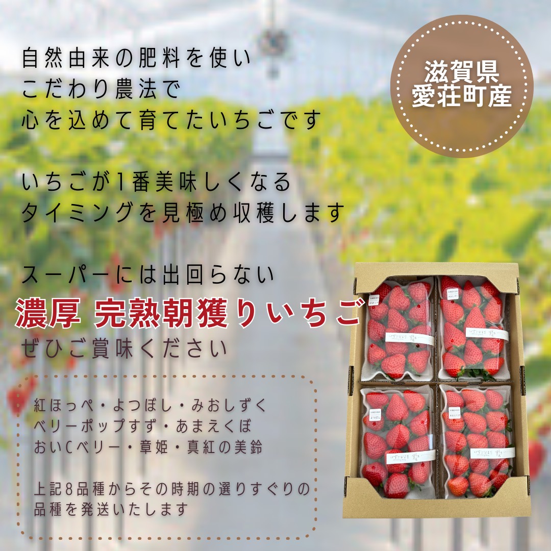 完熟いちご 約250～300g×4パック 品種おまかせ　滋賀県愛荘町産　2026年２月～2026年４月頃発送 BJ07