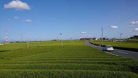 a10-1150　贅沢な焼津ほうじ茶飲み比べセット 6袋
