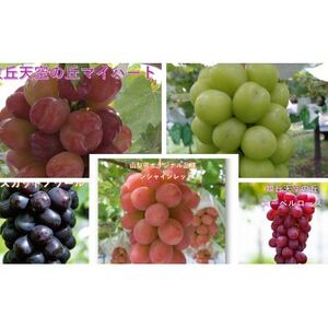 【2026年先行受付】超希少　牧丘天空の丘ブランド「シャインマスカットファミリーバラエティーセット」【配送不可地域：離島】【1708288】