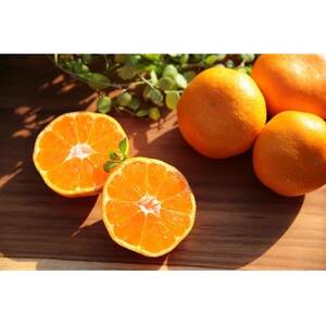 主井農園の高級松兵衛みかん　約2.5kg【1559732】