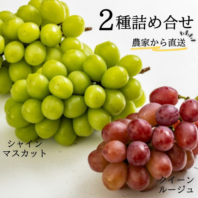 【ふるさと納税】ぶどう2種（シャインマスカット／クイーンルージュ） 贈答 約1.8kg　長野県松川町産[KG13] //長野県 南信州 松川町 種なし 食べ比べ 詰め合わせ 産地直送 新鮮 果物 フルーツ 贈答