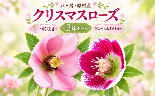八ヶ岳・原村産　クリスマスローズ（一重咲き）2鉢セット 【ピンク×あずきミルク】 | クリスマスローズ 花苗 鉢植え 鉢花 信州 八ヶ岳 長野県 諏訪郡 原村