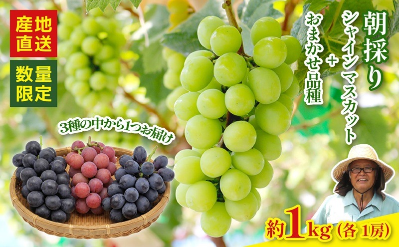 【2026年8月以降発送 先行予約】シャインマスカット 1房 おまかせ品種 1房 （マスカットノワール クイーンニーナ ナガノパープル） 約1kg 産地直送 数量限定 マスカット ぶどう マスカットノワール クイーンニーナ ナガノパープル フルーツ 果物 国産 静岡県 藤枝市