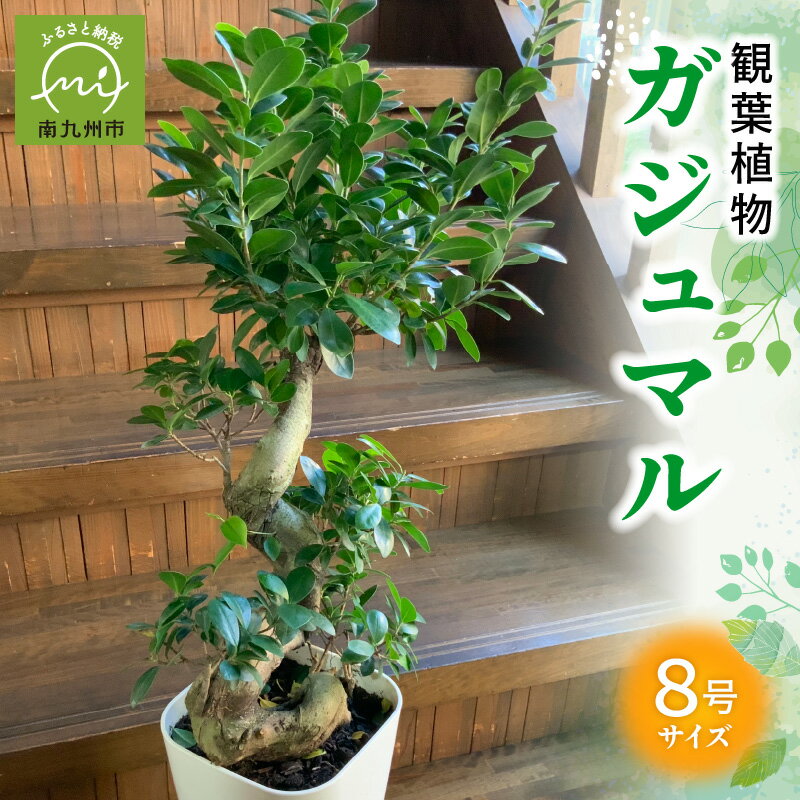 【ふるさと納税】観葉植物 8号 サイズ 南九州市産 ガジュマル 1鉢 縁起樹 鉢付き 鉢植え 育て方マニュアル 鹿児島県 南九州市 株式会社やさい農園 お取り寄せ 雑貨 シンプル インテリア 植物 グリーン 室内 緑のある暮らし 送料無料