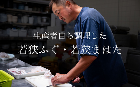 【着日指定】 【冷蔵でお届け】 「若狭ふぐのてっさ」 と 「若狭まはたのお刺身」 セット 【4人前】 [F-005003]