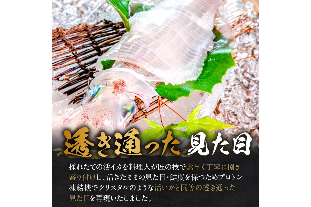 日本海産『海の京都』の逸品！！　活白イカ姿造り（クリスタル白いか）中サイズ 1杯（200g前後）（2027年6月上旬～発送） ふるさと納税 海鮮 鮮度抜群 新鮮 海鮮 いか イカ 簡単調理 生産者応援
