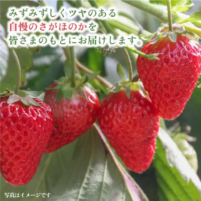 【先行予約・27年1月以降順次発送】さがほのか平パック4P（約1kg） |いちご 佐賀県産 佐賀県 イチゴ パック| 吉野ヶ里町/リエンサーク [FCC002]