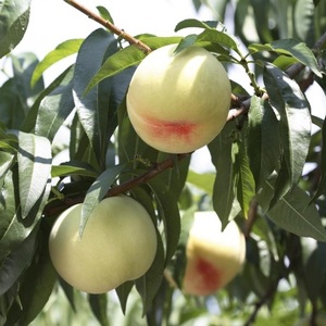 桃 2026年 先行予約 岡山白桃 3玉 約750g 化粧箱入り 岡山県 赤磐市産 果物 フルーツ 白桃 もも モモ