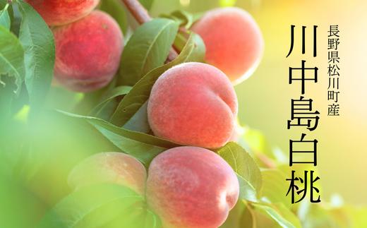
            桃 川中島白桃 2.5kg以上 or 4kg以上 長野県松川町産／8月下旬ごろ発送 | 長野県 南信州 松川町 モモ 贈答 産地直送 新鮮 約3kg 約4kg KM
          