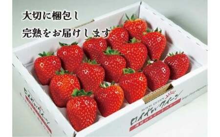 [3月以降発送] [期間限定] 栃木県産 いちご ロイヤルクイーン12～15粒 先行予約 選べる発送月｜栃木県産 矢板市産 フルーツ スイーツ デザート 果物 果実 産地直送 栃木県 矢板市 