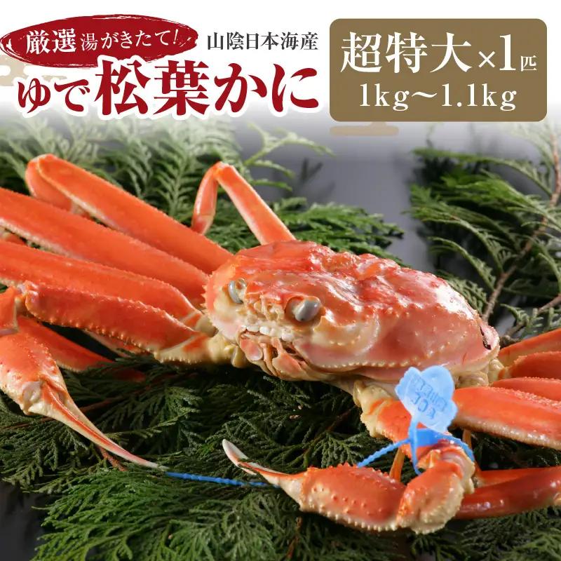 かに卸問屋がお届け・自社釜ゆで！山陰沖ゆで松葉がに 1ｋｇ～1.1ｋｇ 超特大サイズ（1月～3月発送）／北畿水産 かに