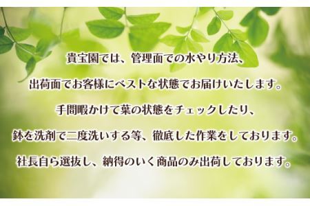 【プロが選ぶ観葉植物オリジナル曲りシリーズ10号】ベンガレンシス　【11246-0223】