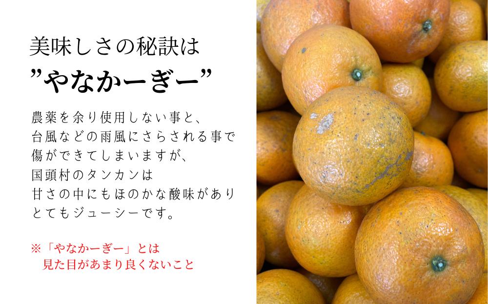 「道の駅 ゆいゆい国頭」厳選！“やなかーぎー” ほど美味しい⁉タンカン（5kg）【2025年発送 先行受付】