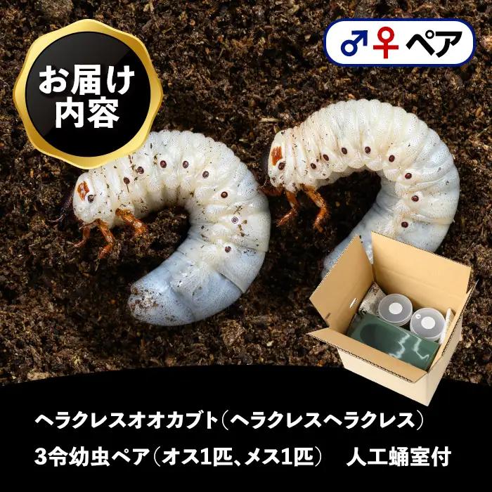 【B76001】ヘラクレスオオカブト (ヘラクレスヘラクレス) 3令幼虫ペア(オスメス) 人工蛹室付 鹿児島 ヘラクレス カブトムシ かぶとむし 雄 オス 昆虫 虫 むし 幼虫 生体 飼育 生き物 生