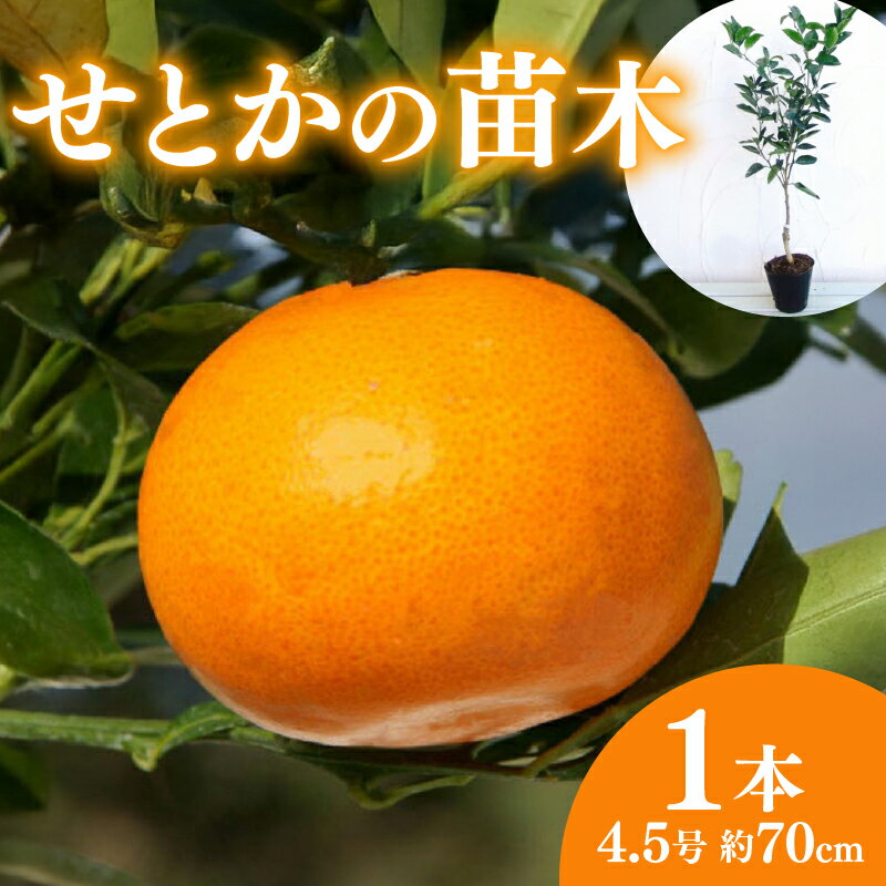 【ふるさと納税】 せとか 苗木 果樹苗 柑橘類 みかん ミカン 蜜柑 果物 くだもの 家庭菜園 植物 オンライン決済限定 果樹 柑橘 柑橘系 柑橘類苗木 みかんの木 ガーデニング 庭木 果樹栽培 果樹園芸 柑橘栽培 柑橘の木 藤枝市 静岡県