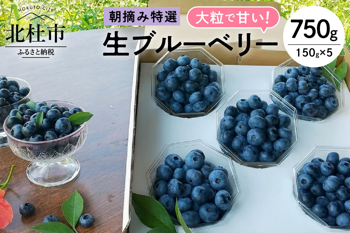 
                  【2026年先行予約】大粒で甘い！生ブルーベリー5パックセット　ブルーベリー 生 3種類以上 完熟 大粒 朝摘み フルーツ 果物 特選 食べ比べ
                