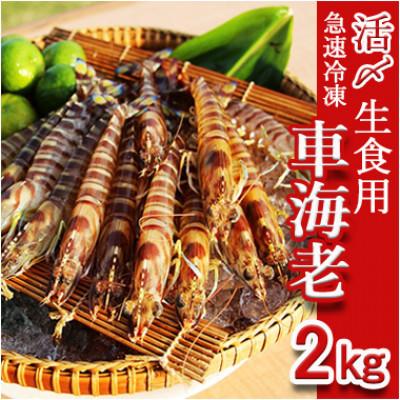 ふるさと納税 久米島町 久米島漁協の活〆冷凍車海老　生食用2kg