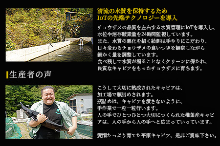 【日本三大秘境×世界三大珍味】平家キャビアが焼売に！！キャビア焼売 8個入り×8パック 合計64個
