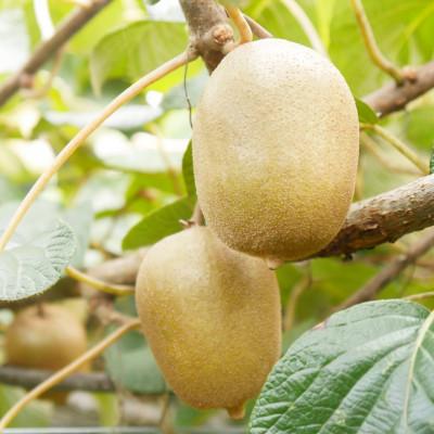 ふるさと納税 三豊市 【2026年10月から順次発送】さぬきゴールドキウイ「黄様」大玉6個入り×2箱 |  | 01