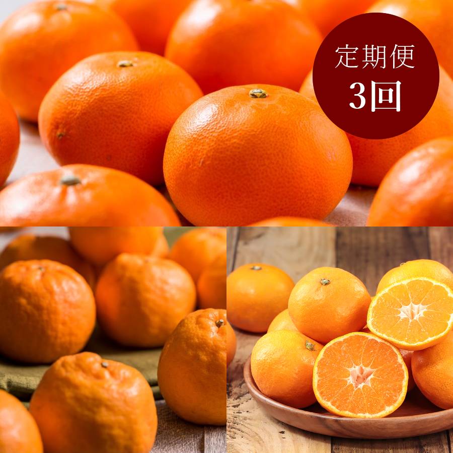 ＜玉津柑橘倶楽部＞柑橘定期便（優品）糖度11以上【定期便3回】各5kg×3回