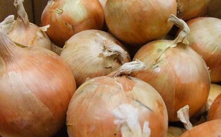 淡路島産玉ねぎ 5kg　◆配送令和8年5月中旬～
